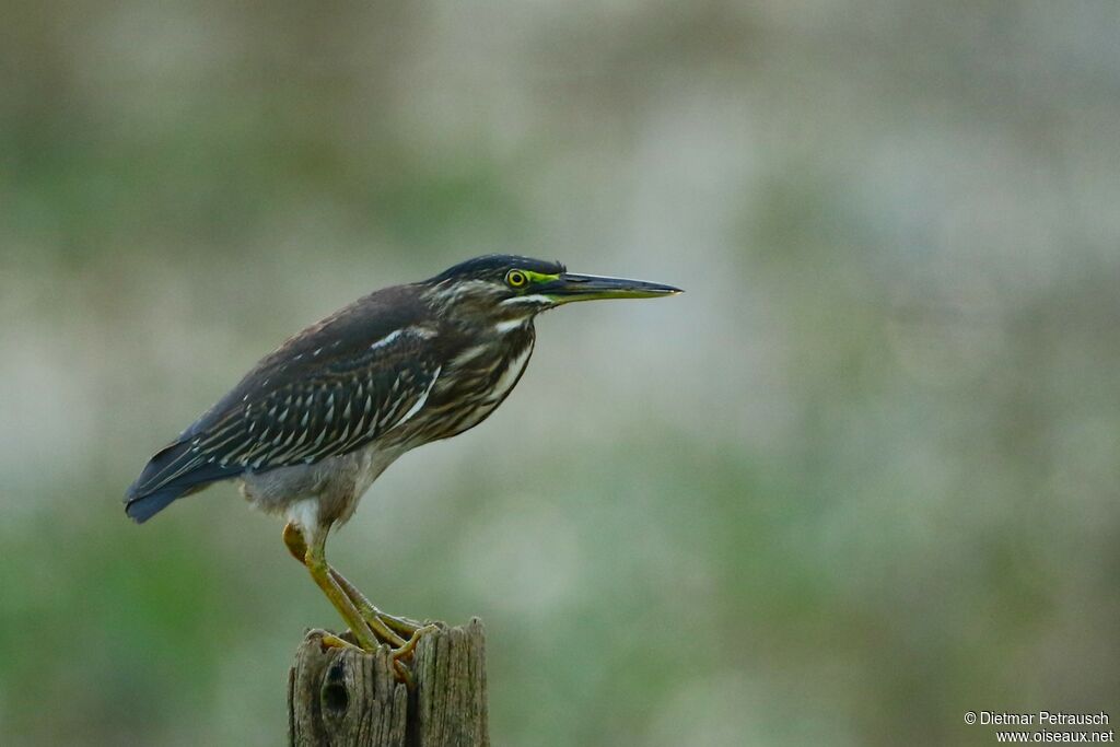 Héron striéimmature