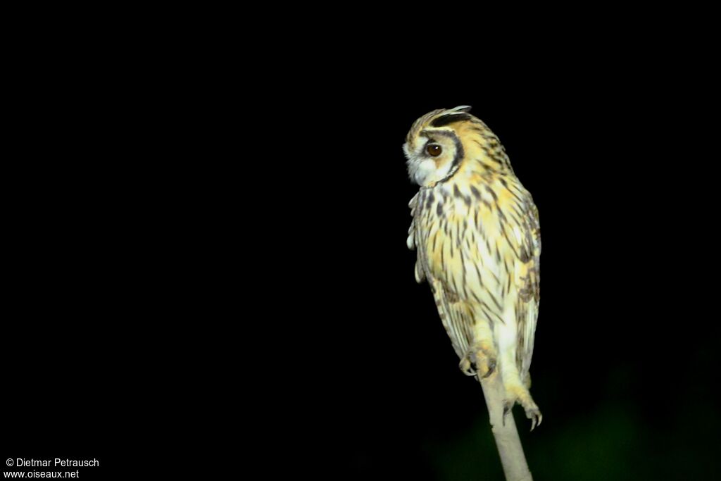 Striped Owladult
