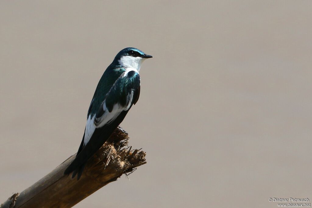 White-winged Swallowadult