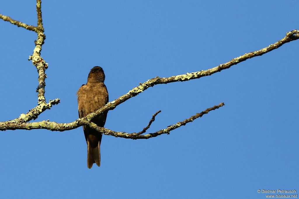 White-thighed Swallowadult