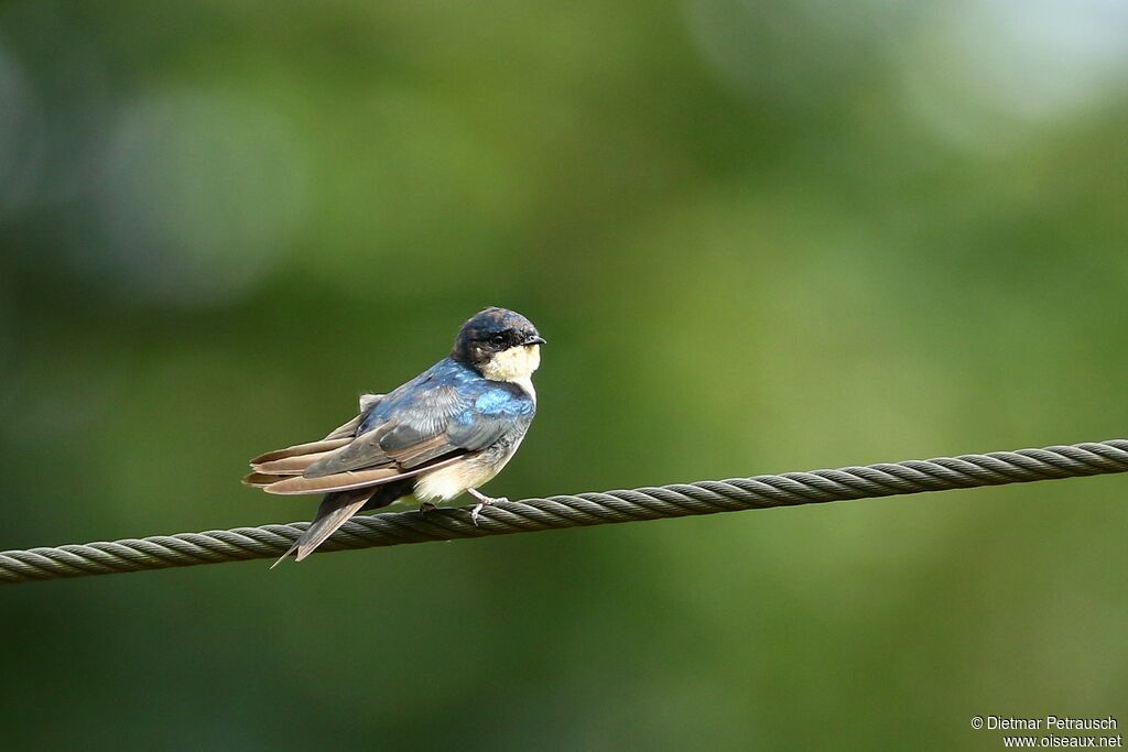 Blue-and-white Swallowadult