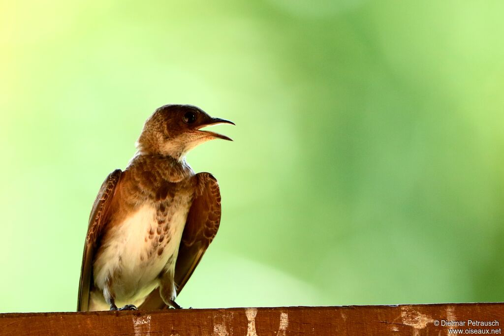 Hirondelle tapèreadulte