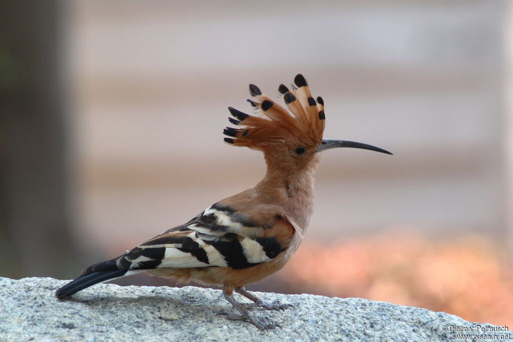 African Hoopoeadult