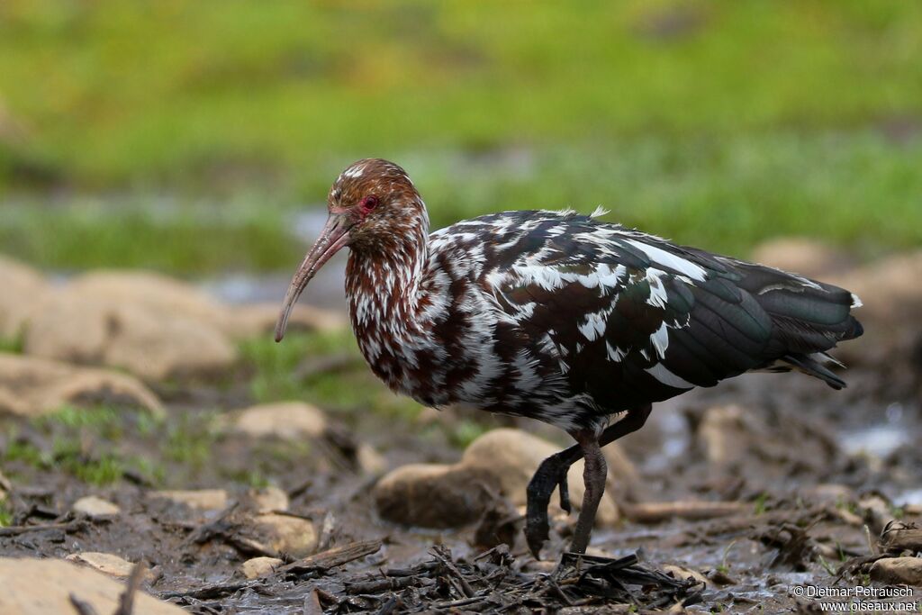 Ibis de Ridgwayadulte, identification, pigmentation