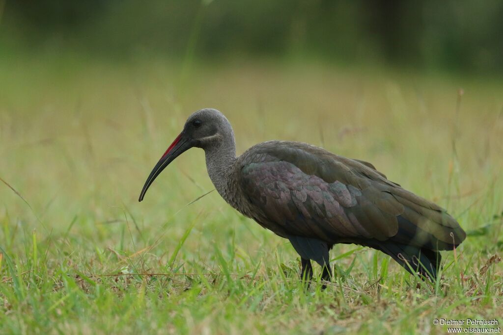Ibis hagedashadulte