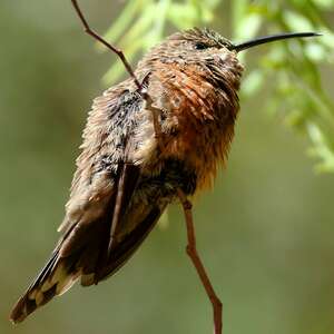 Colibri adèle