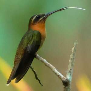 Colibri de Dohrn