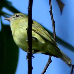 Tyranneau pattu