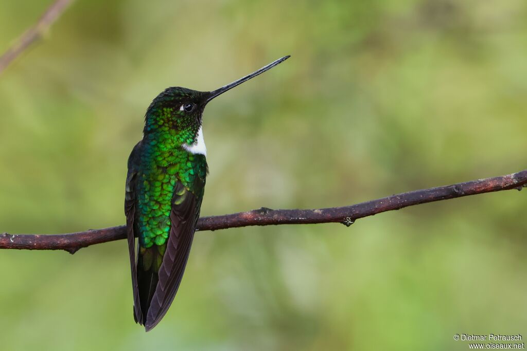 Inca à collier femelle adulte