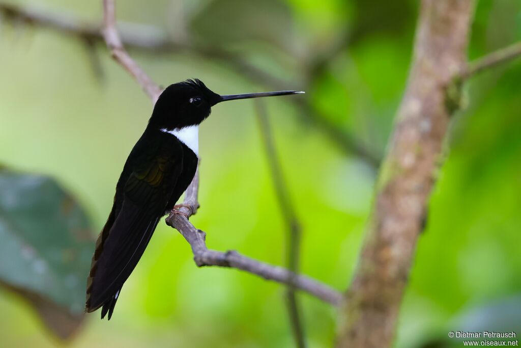 Inca à collier mâle adulte