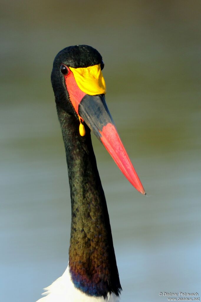 Saddle-billed Stork male adult