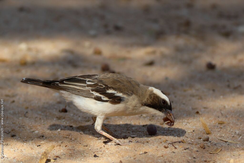 White-browed Sparrow-Weaveradult, eats