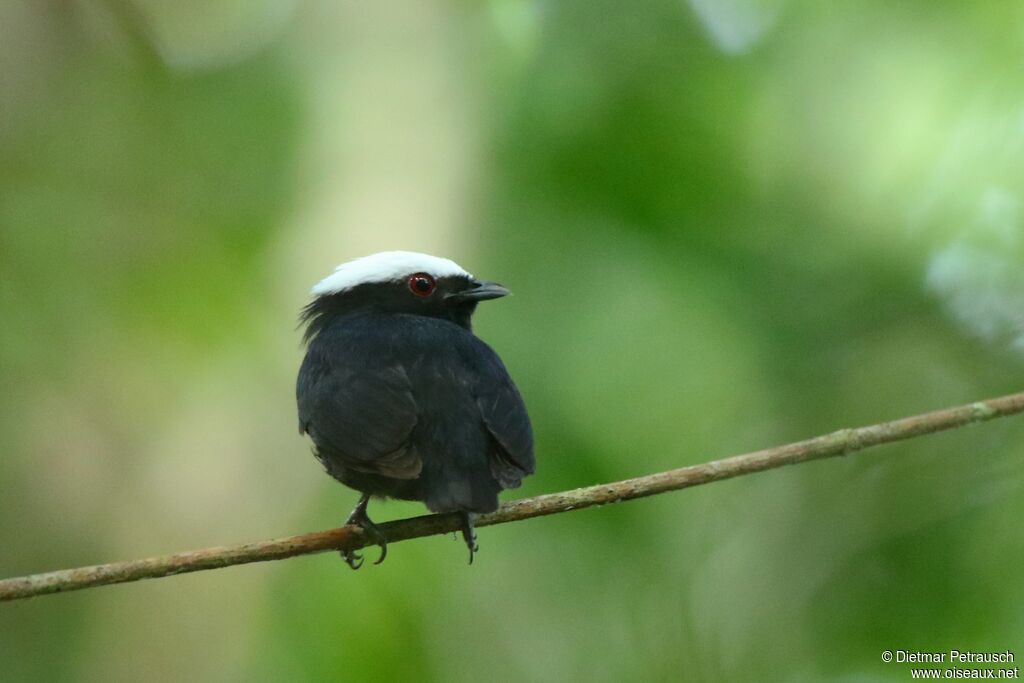 White-crowned Manakin male adult