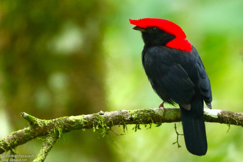Helmeted Manakin male adult