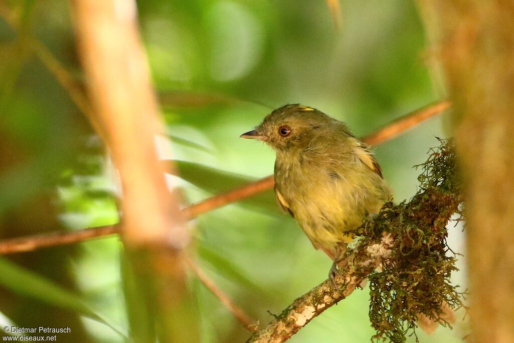 Manakin de la Serra do Maradulte