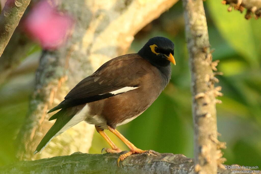 Common Mynaadult