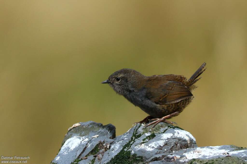 Puna Tapaculo female adult, identification