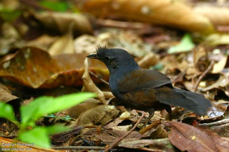 Mérulaxe noir mâle adulte, identification