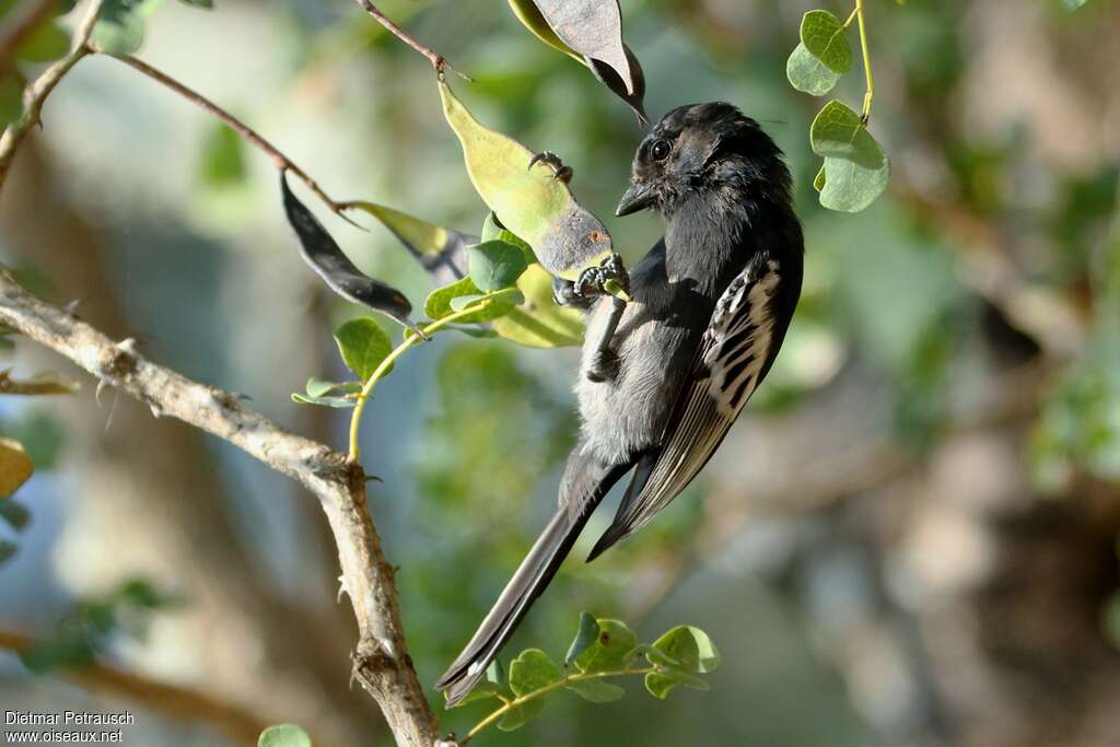Southern Black Titadult, pigmentation, fishing/hunting
