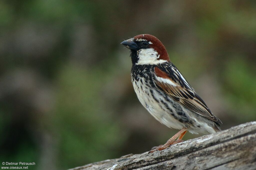 Moineau espagnol mâle adulte