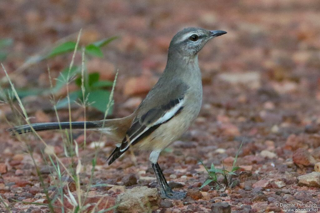 White-banded Mockingbirdadult
