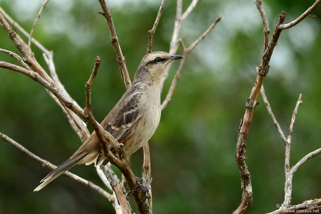 Chalk-browed Mockingbirdadult