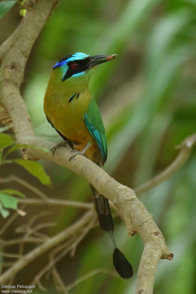 Motmot houtoucadulte, pêche/chasse