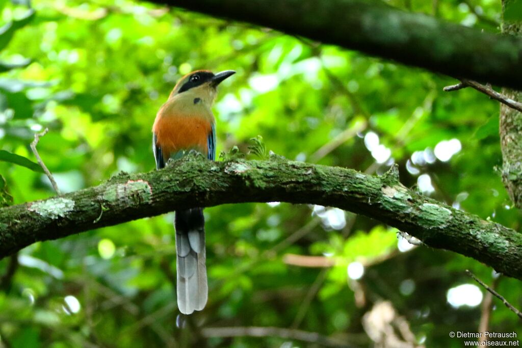 Rufous-capped Motmotadult
