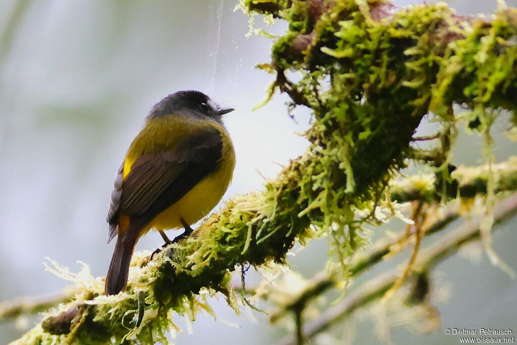 Moucherolle ornéadulte