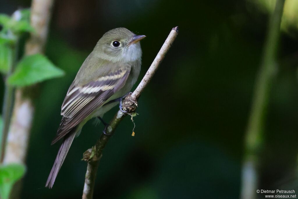Moucherolle vertadulte