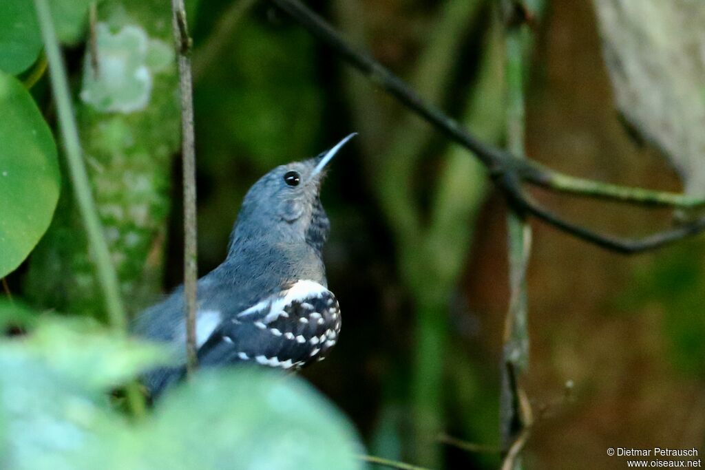 White-flanked Antwren male adult