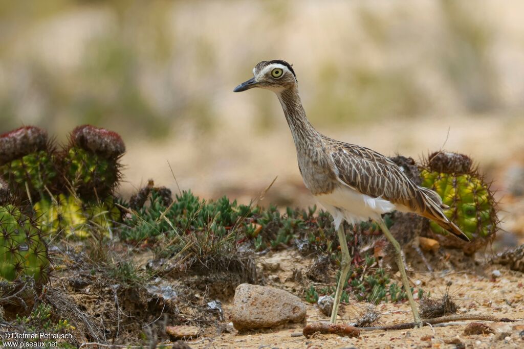 OEdicnème bistriéadulte