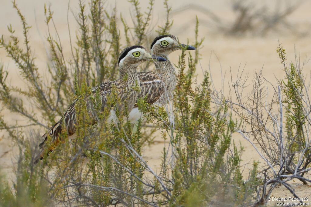 OEdicnème bistriéadulte