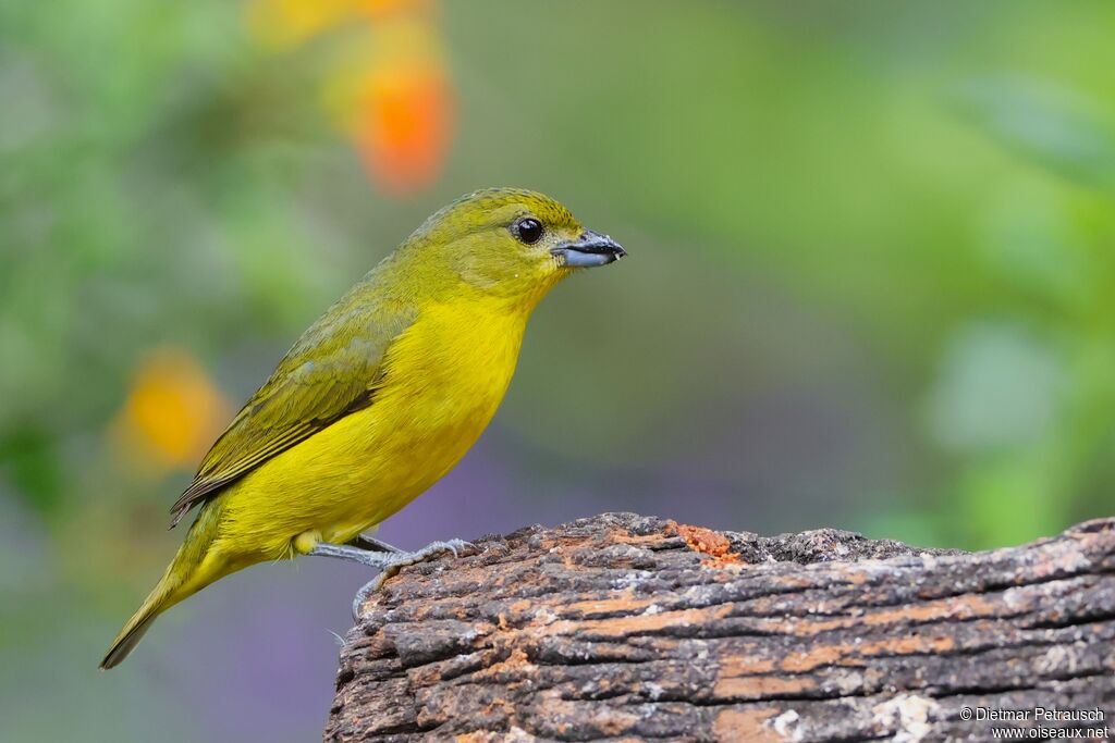 Organiste à bec épais femelle adulte