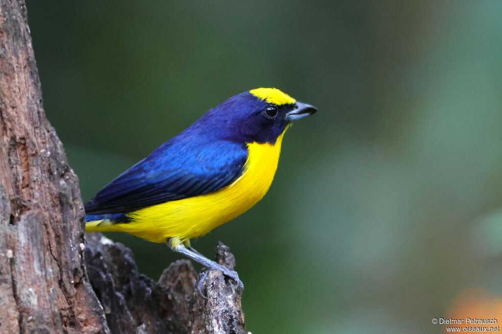 Organiste à bec épais