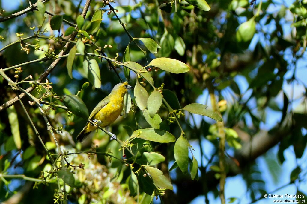 White-lored Euphoniaadult