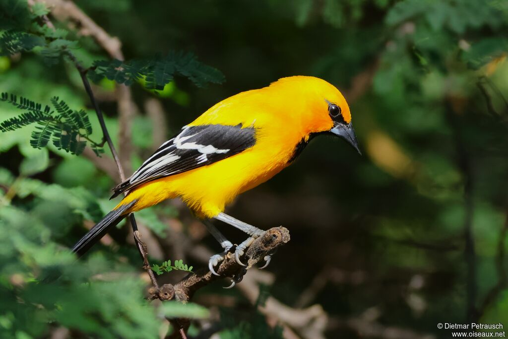 Oriole jauneadulte