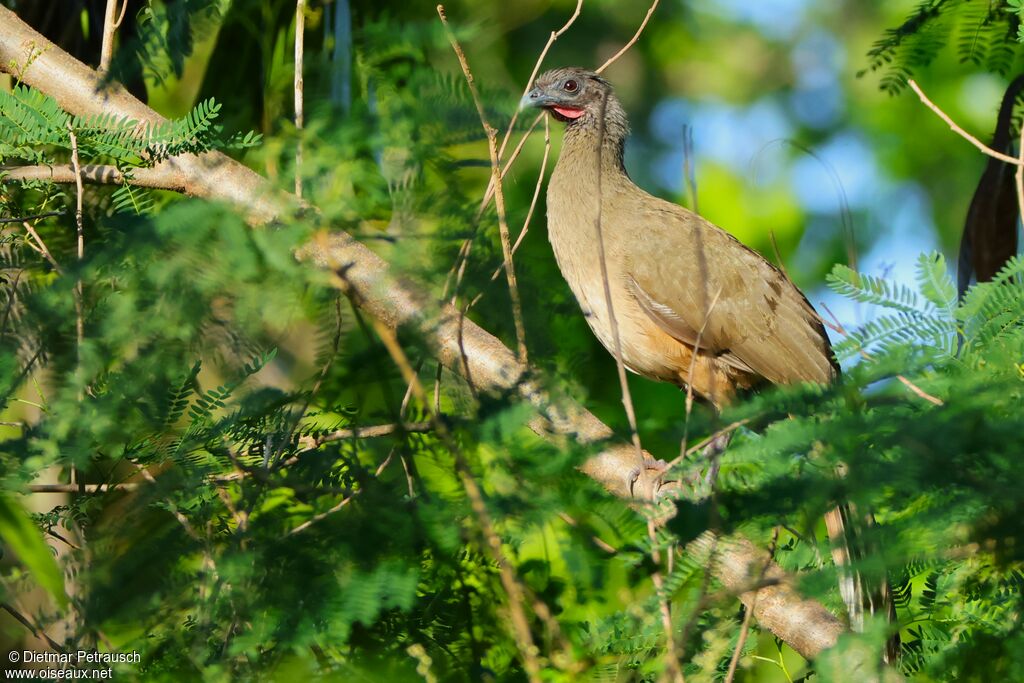 Ortalide à ventre rouxadulte