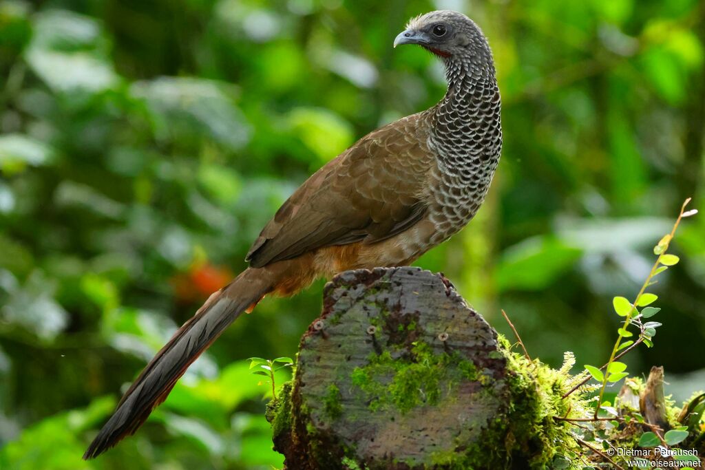 Colombian Chachalaca