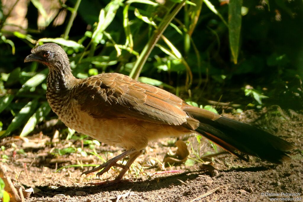 Speckled Chachalacaadult