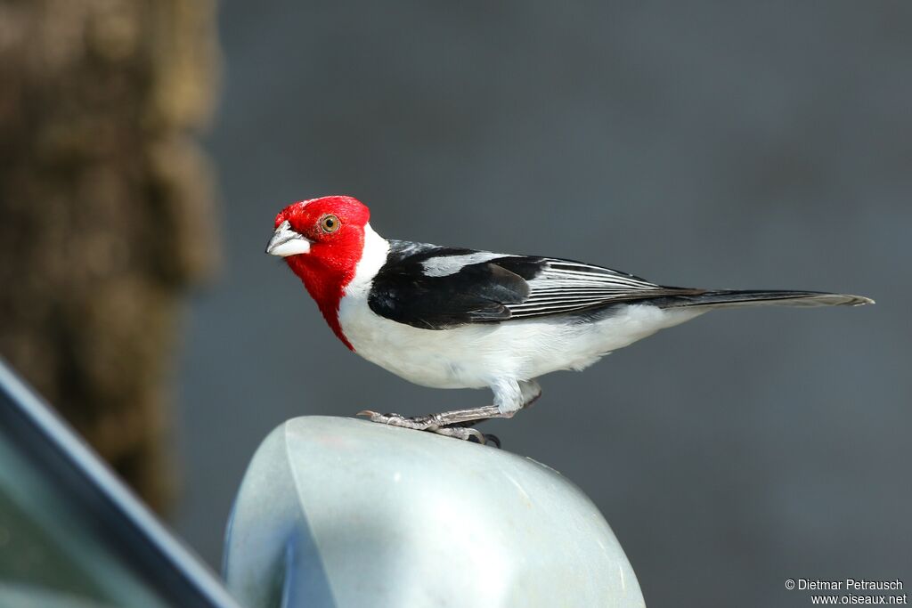Red-cowled Cardinaladult