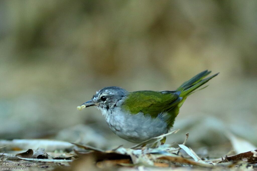Paruline à paupières blanchesadulte