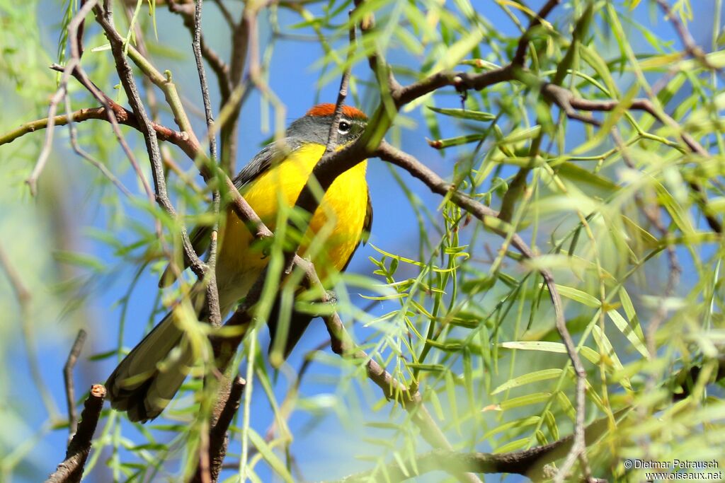 Paruline basanéeadulte