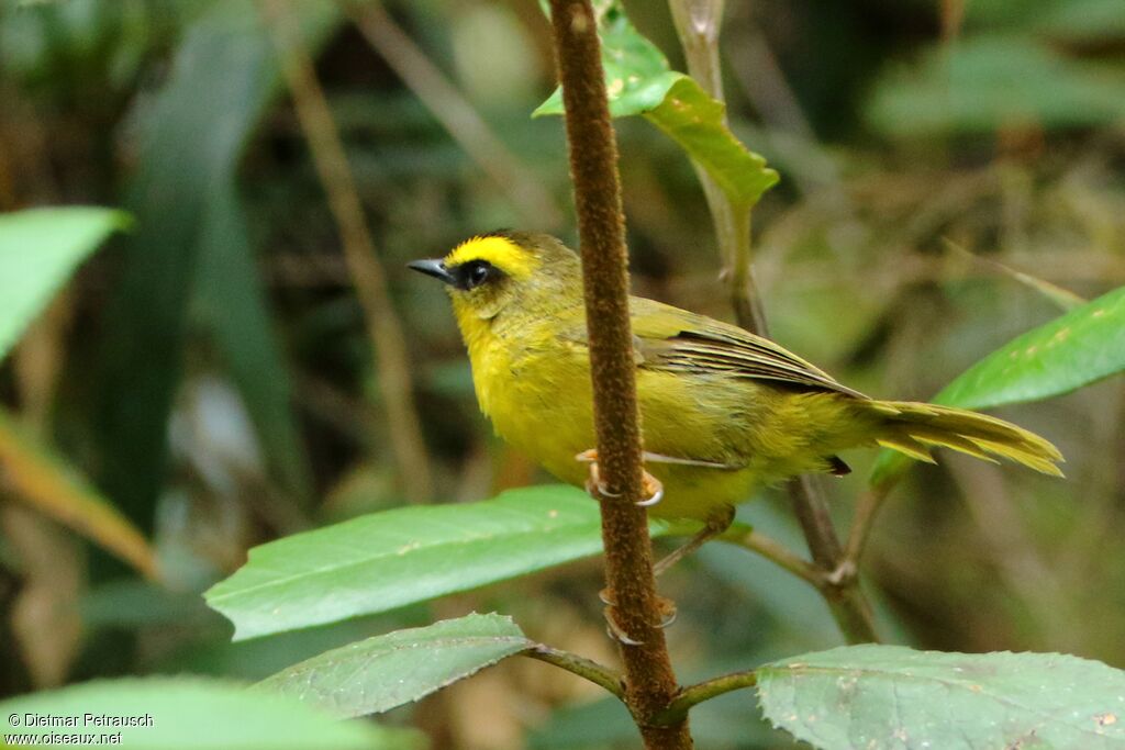 Paruline citrineadulte