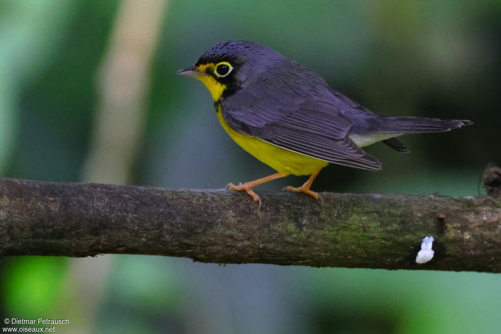 Paruline du Canadaadulte