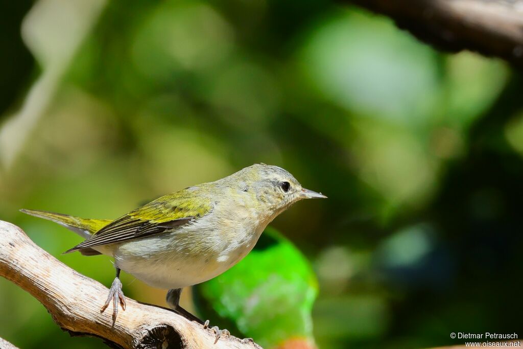 Paruline obscureadulte