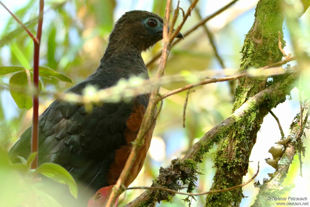 Sickle-winged Guanadult