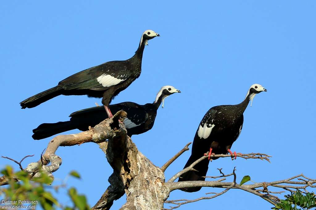 White-throated Piping Guanadult