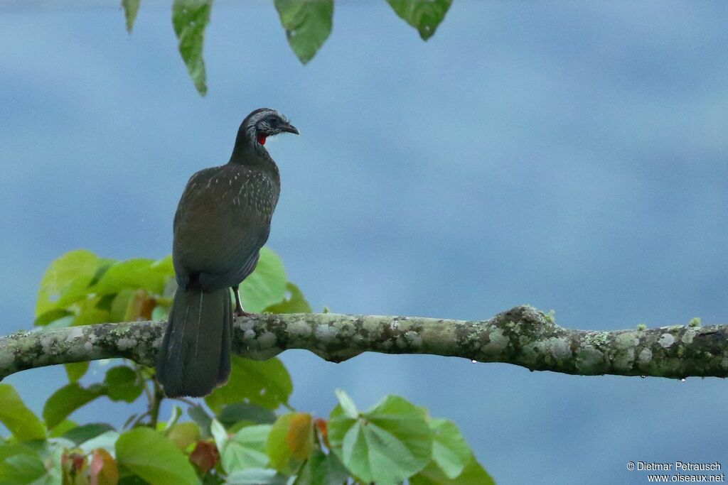 Andean Guanadult