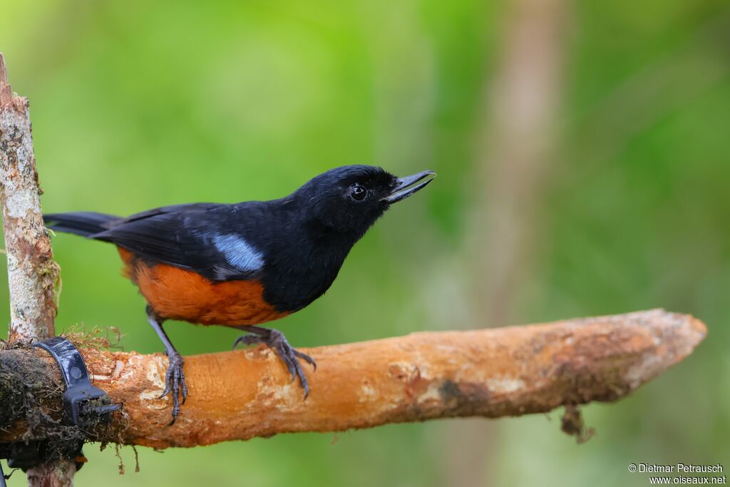 Percefleur à ventre marronadulte